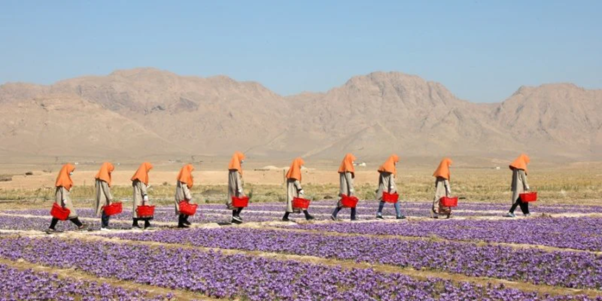 خانم‌هایی درحال برداشت زعفران